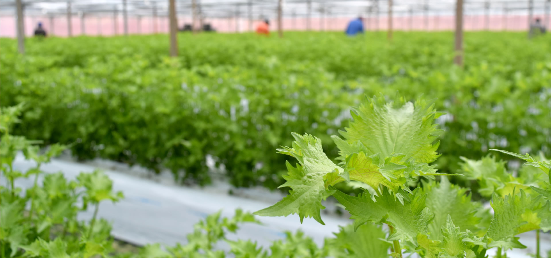 �l���\�̑�t