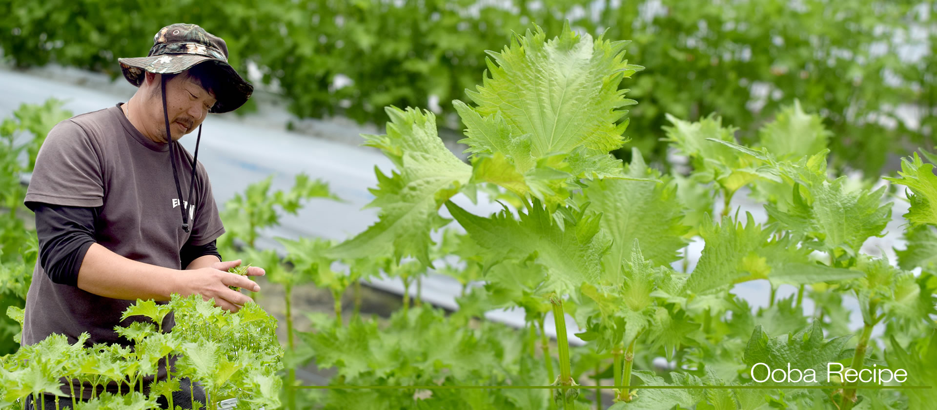 ��t�̃��V�s